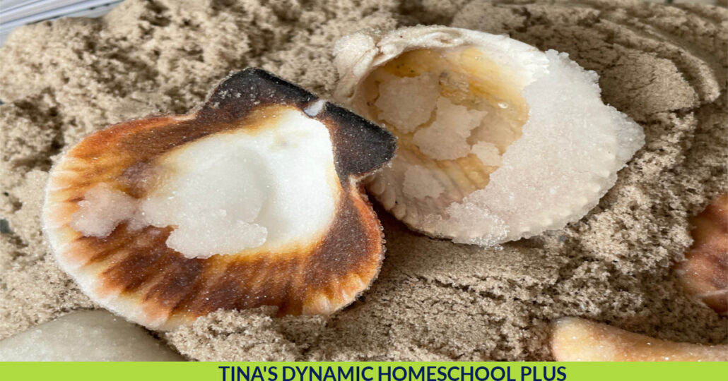 10 Sea Shell Activities for Kids and Make Crystal Sea Shells