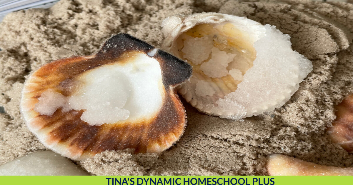Mixed Sea Shells  Early Years Resources