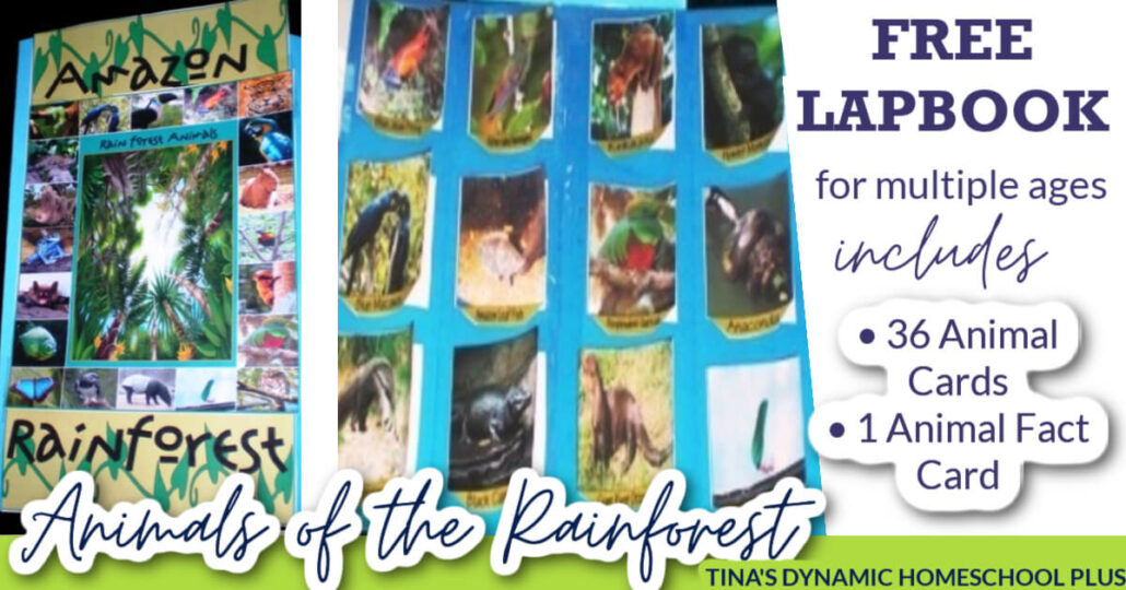 Beautiful And Colorful Amazonian Rainforest Animals Lapbook For Kids