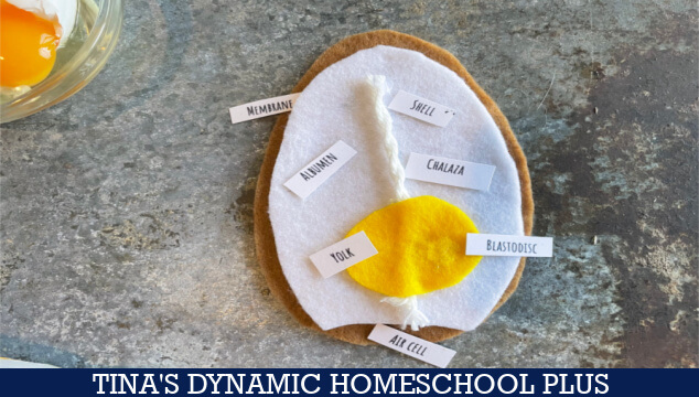 Free Homeschool Chicken Unit Study and Anatomy of an Egg Felt Activity & Worksheet