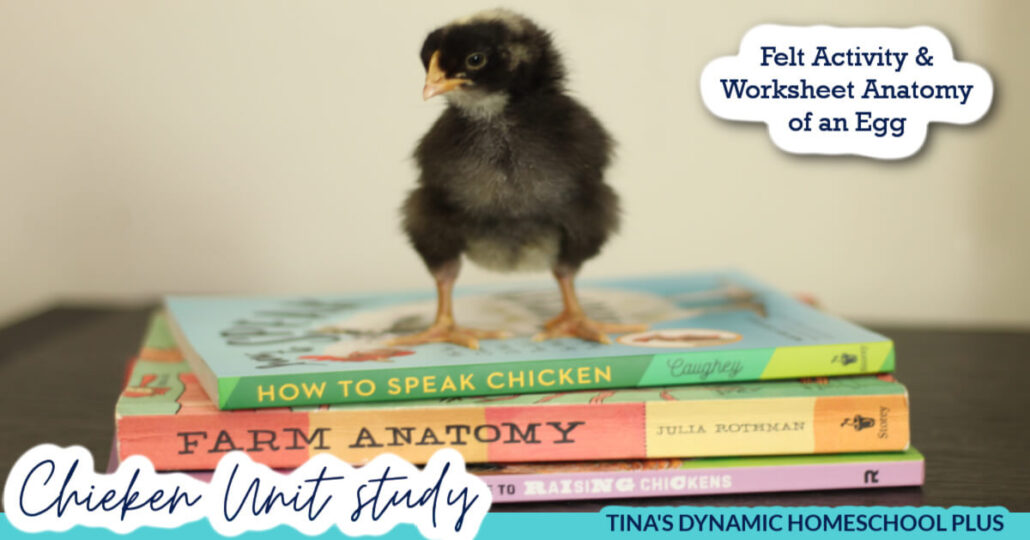 Free Homeschool Chicken Unit Study and Anatomy of an Egg Felt Activity & Worksheet