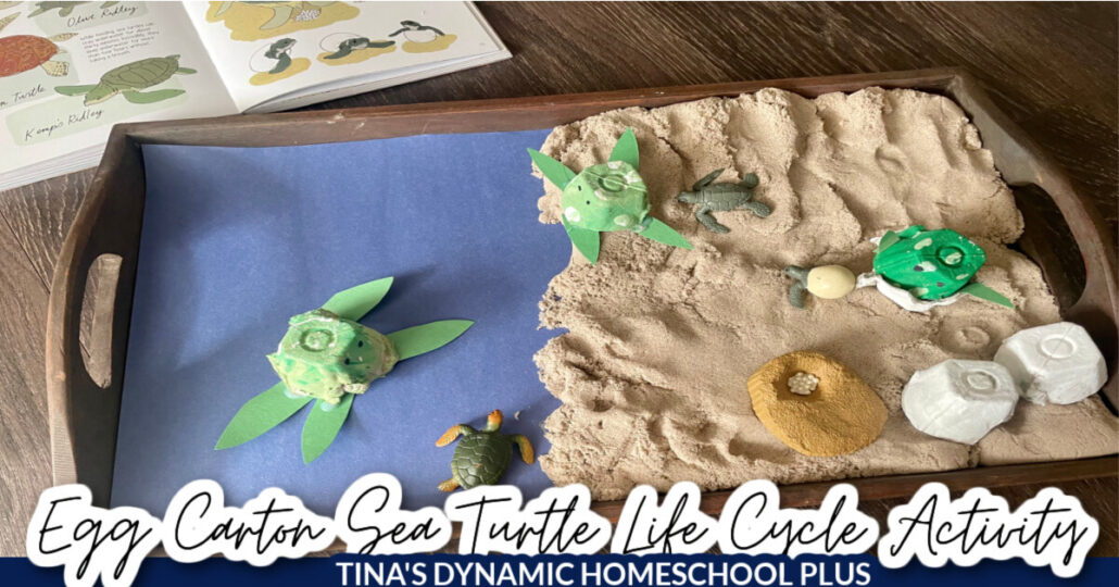 Fun Kids Hands-on Egg Carton Sea Turtle Life Cycle Activity