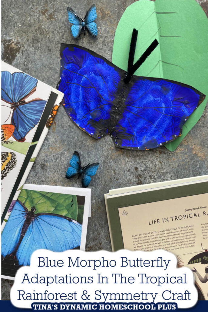 Blue Morpho Butterfly Adaptations In The Tropical Rainforest and Fun Symmetry Craft