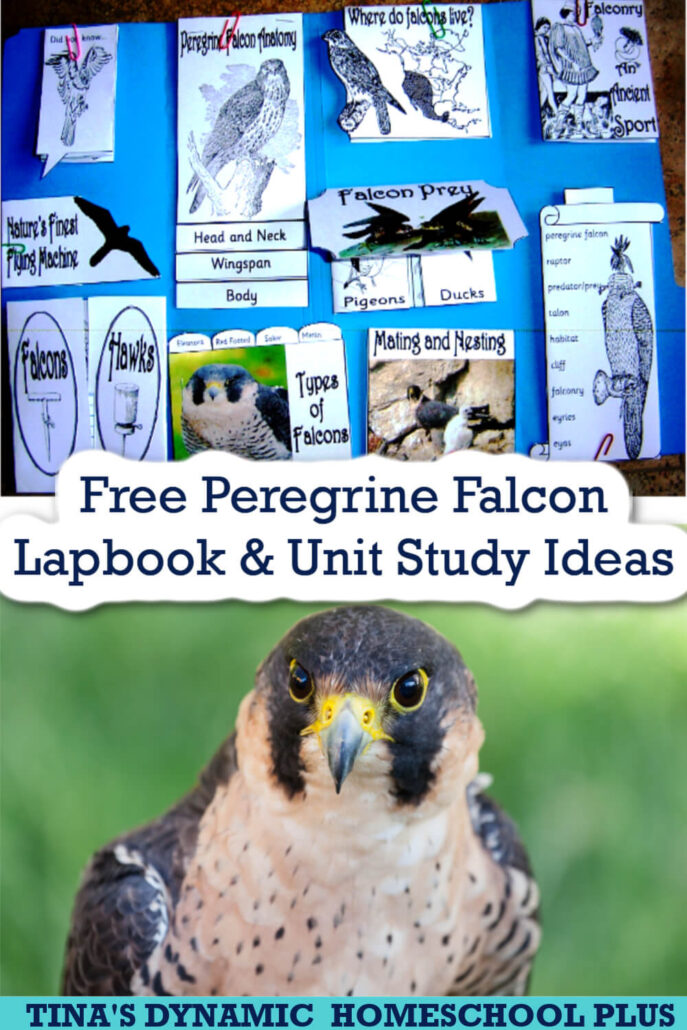 Free Peregrine Falcon Lapbook And Fun Unit Study Ideas