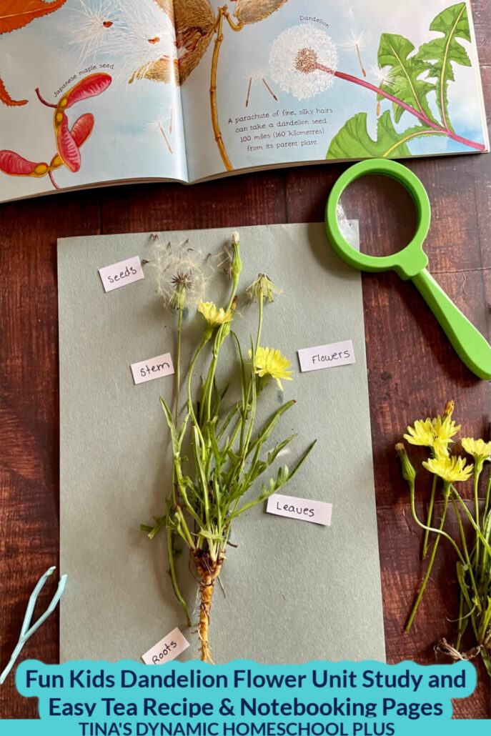 Fun Kids Dandelion Flower Unit Study and Easy Tea Recipe & Notebooking Pages