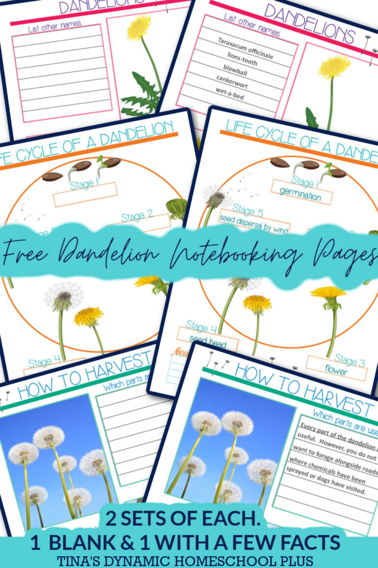 Dandelion Sticky Notes Fun Kids Dandelion Flower Unit Study and Easy Tea Recipe & Notebooking ...