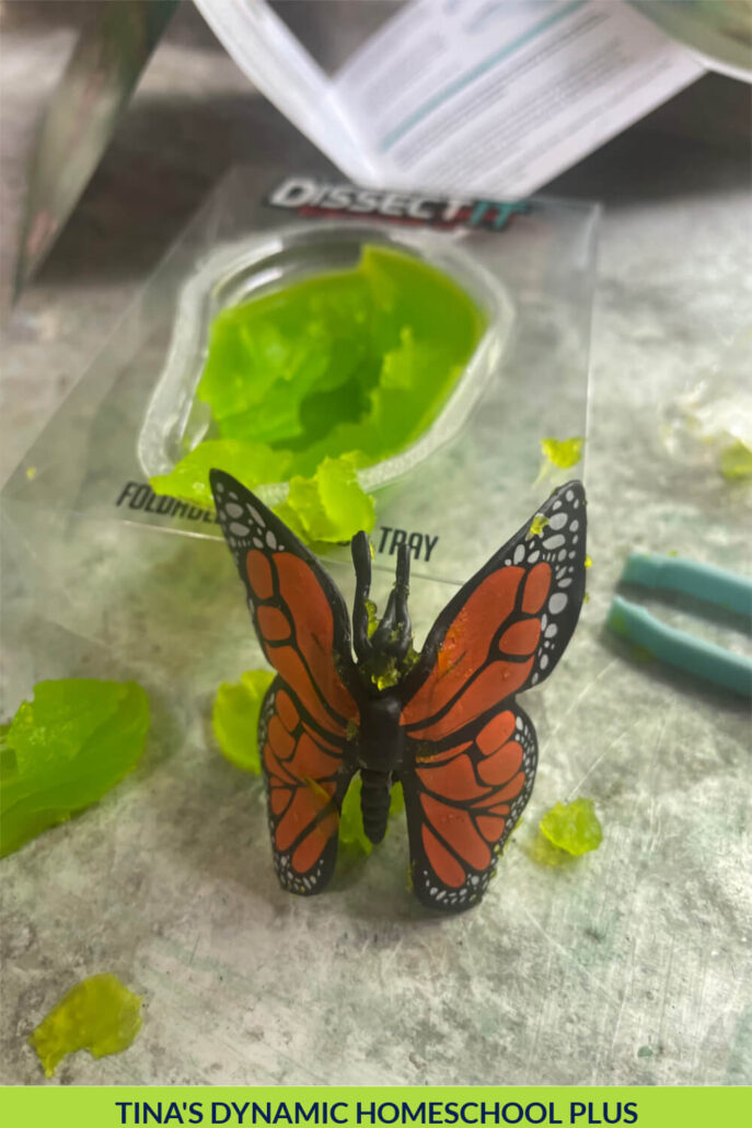 Fun and Easy Hands-on Life Cycle Butterfly Activity for Kids