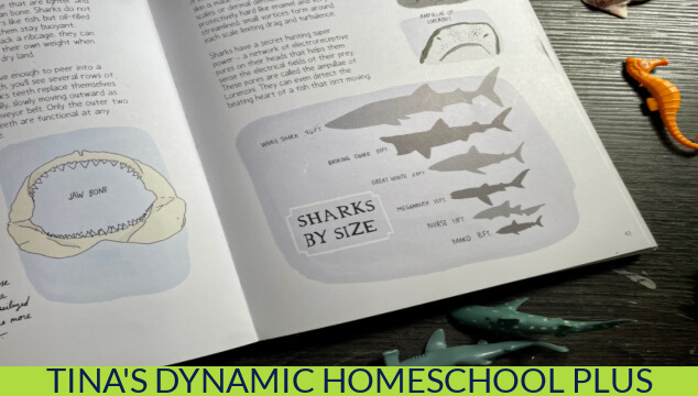 Shark and Oceans for Kindergarten Fun Sight Word Activity