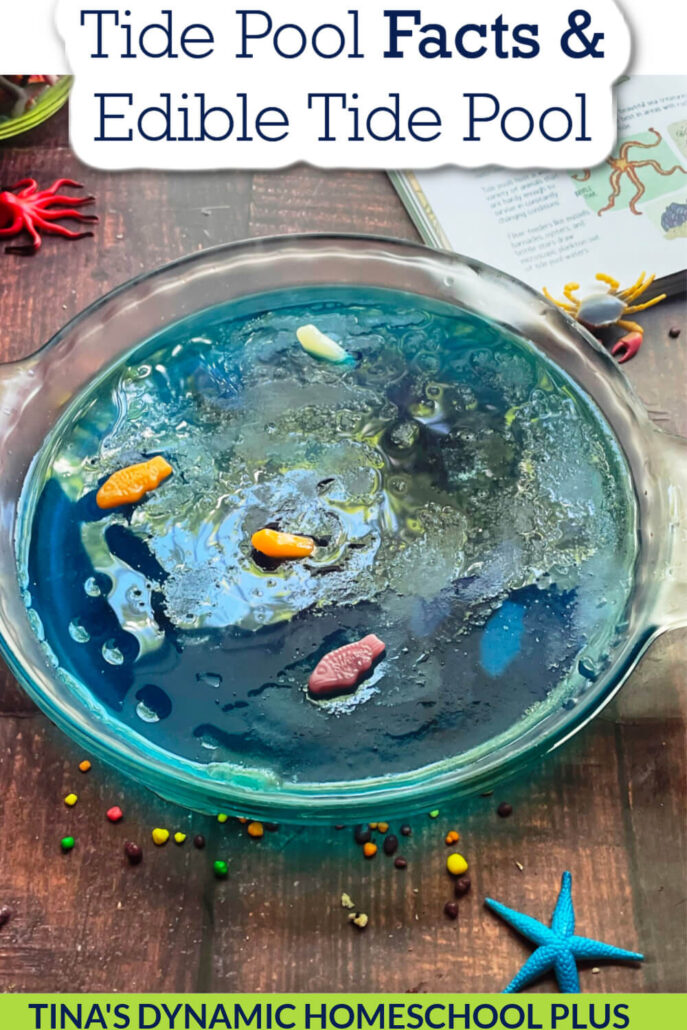 5 Tide Pool Facts and Create An Edible Tide Pool Diorama Ideas