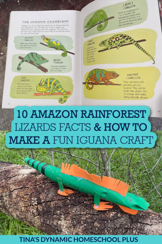 10 Amazon Rainforest Lizards Facts and How to Make A Fun Iguana