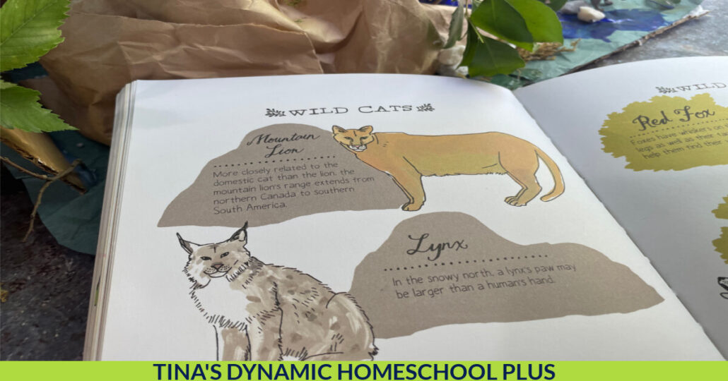 6 Facts About Mountain Lions and How to Make a Fun Mountain Lion Diorama