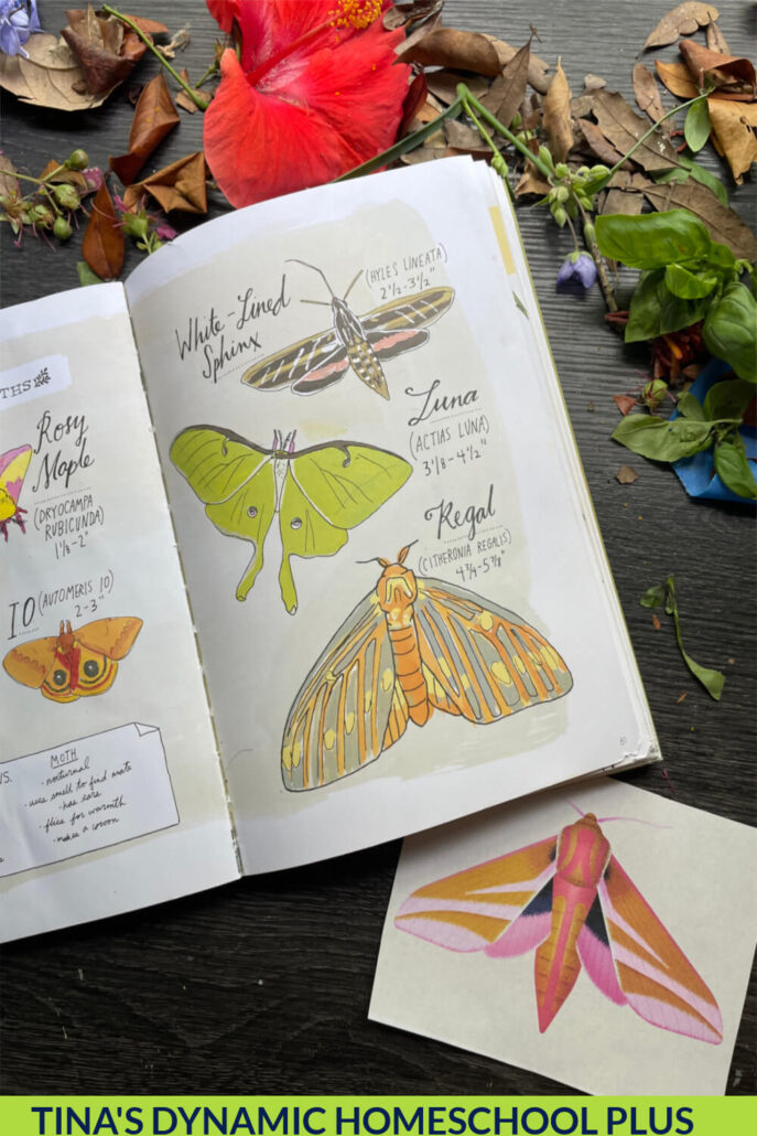 8 Facts About Moths and a Fun Nature Elephant Hawk Moth Craft