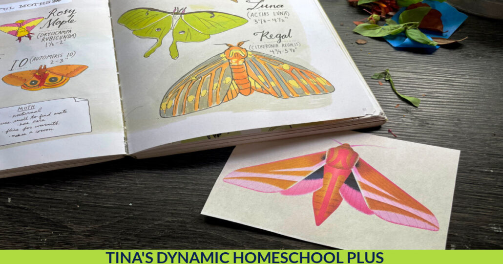 8 Facts About Moths and a Fun Nature Elephant Hawk Moth Craft