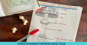 Free Life Cycle of a Mushroom Worksheet &amp; Fun Meringue Mushrooms
