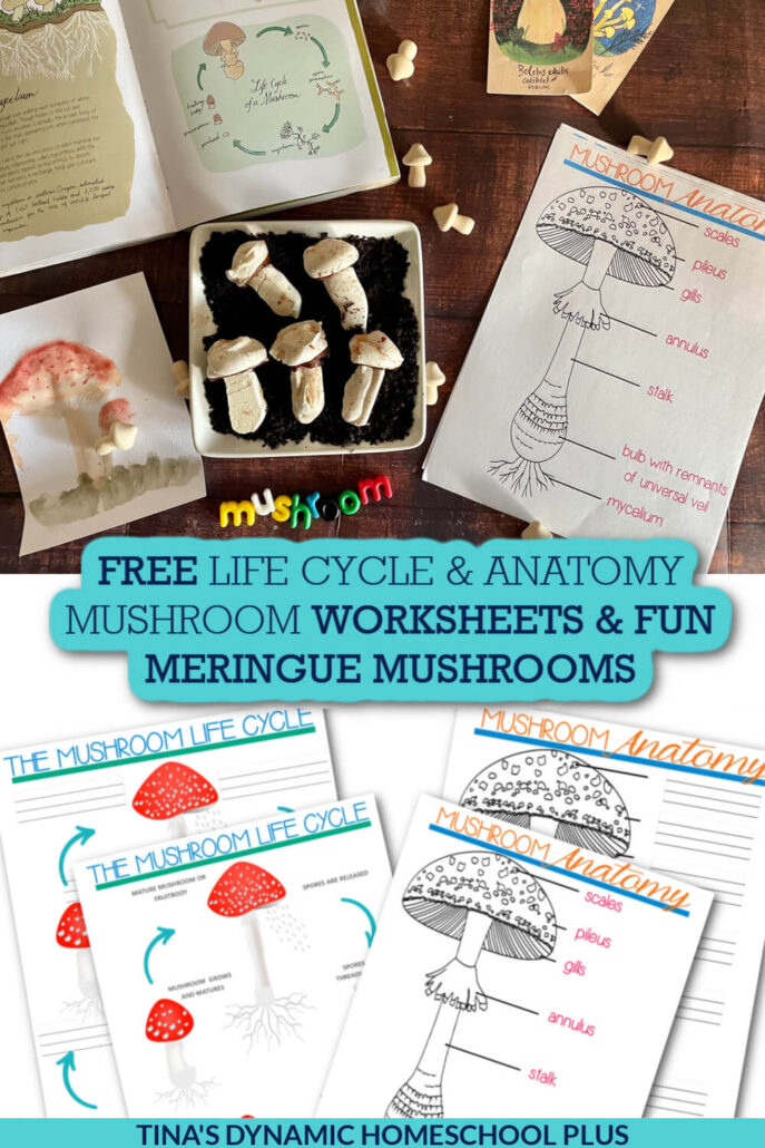 Free Life Cycle of a Mushroom Worksheet & Fun Meringue Mushrooms