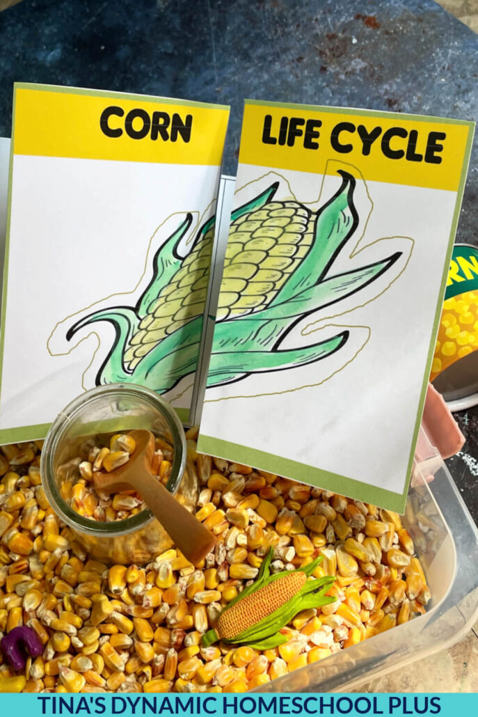 Fun Corn Life Cycle Preschool Sensory Bin and Printable Lifecycle Foldout