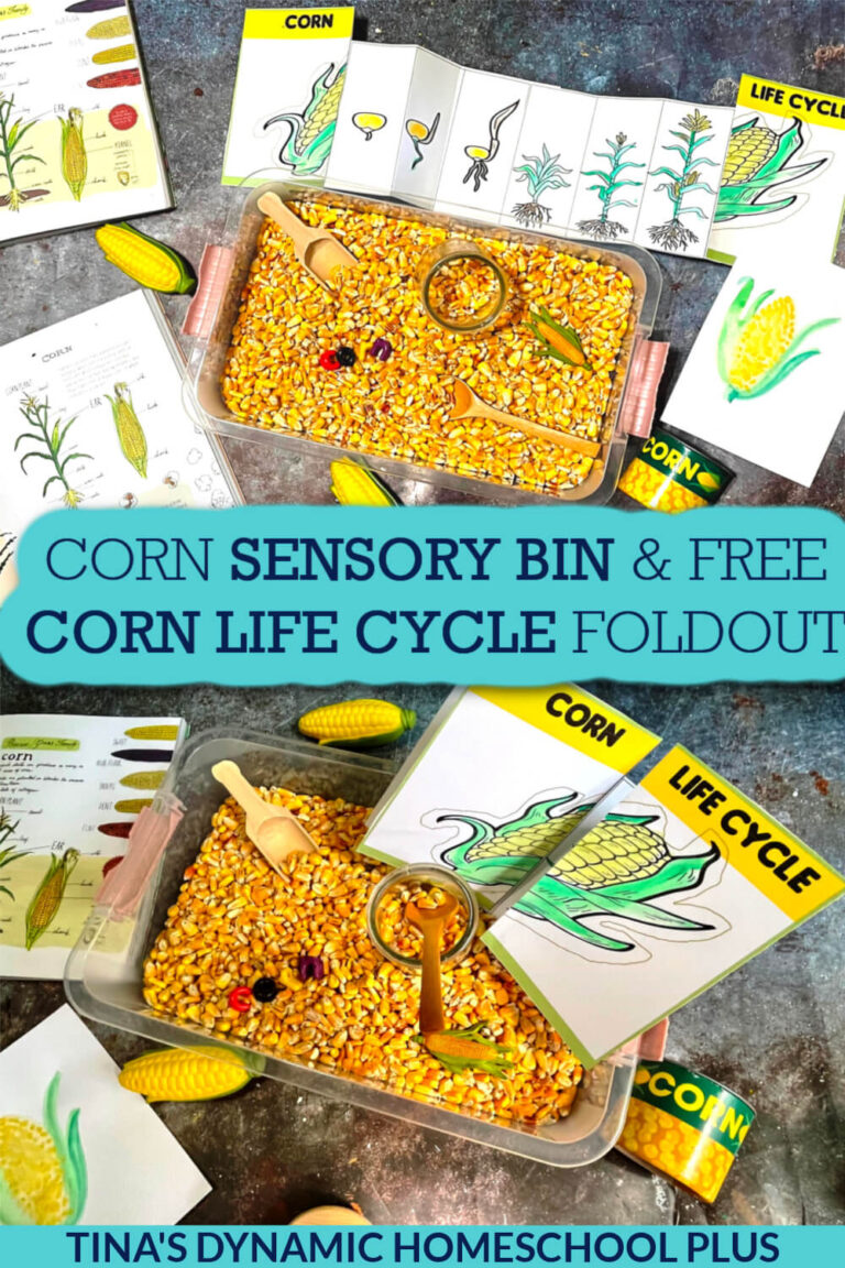 fun-corn-life-cycle-preschool-sensory-bin-and-printable-lifecycle-foldout