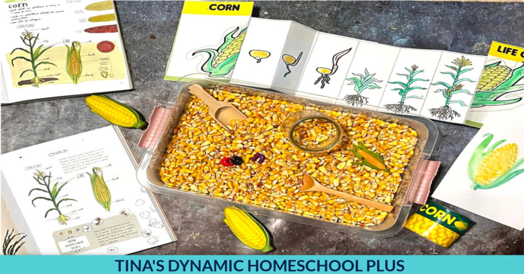 Fun Corn Life Cycle Preschool Sensory Bin and Printable Lifecycle Foldout