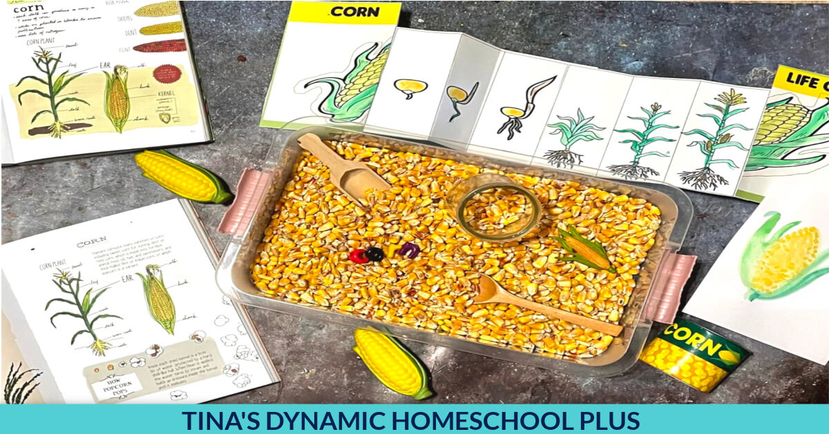 Fun Corn Life Cycle Preschool Sensory Bin And Printable Lifecycle Foldout