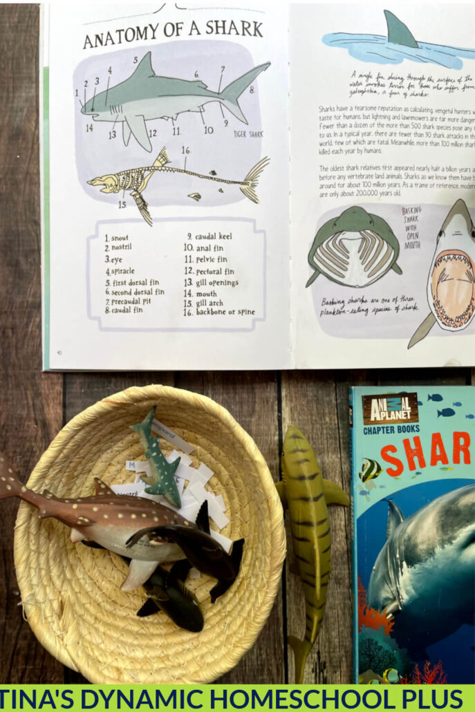How to Create a Hands-on Fun Shark Vocabulary Anatomy Activity