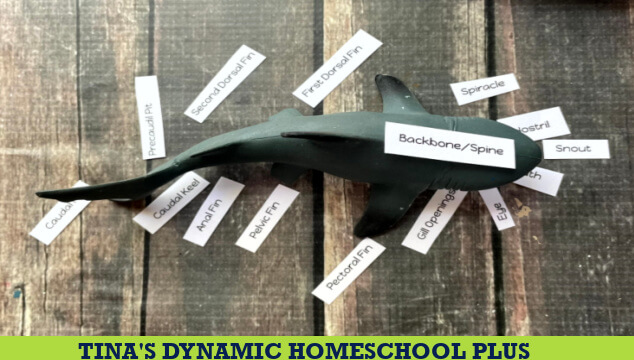How to Create a Hands-on Fun Shark Vocabulary Anatomy Activity