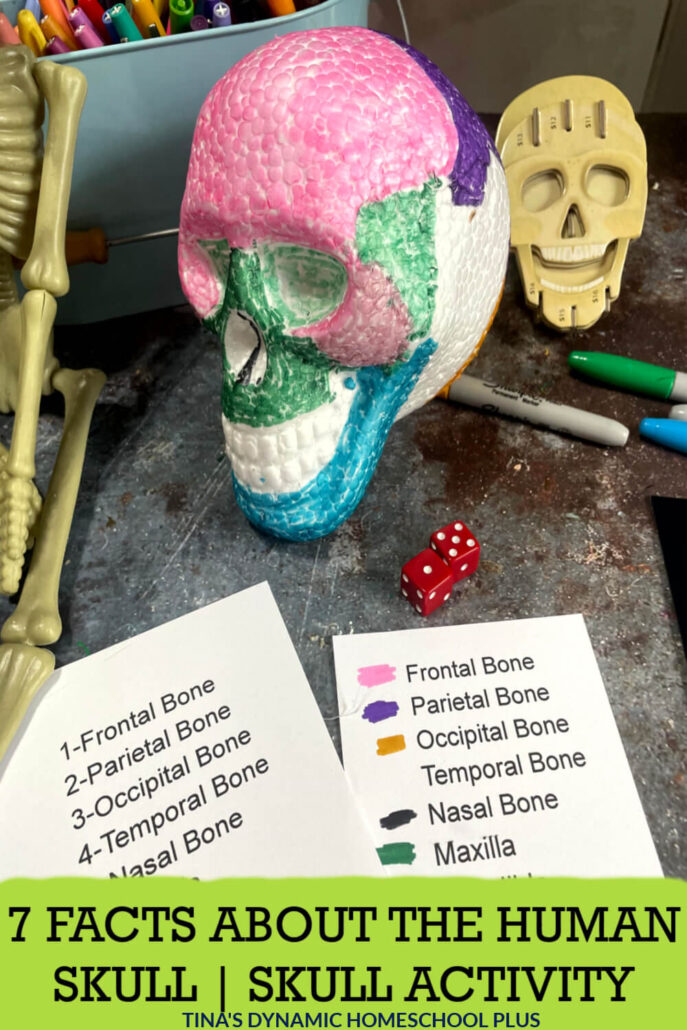 7 Human Skull Facts and Cool Human Skull Anatomy Activity