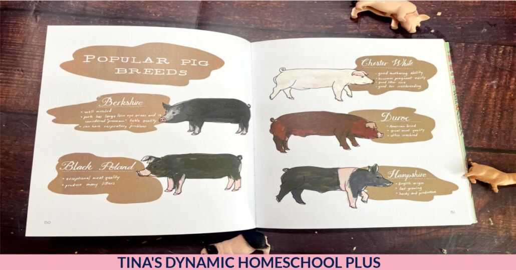 8 Pig Facts and a Cute Wilbur Paper Plate Charlotte’s Web Craft