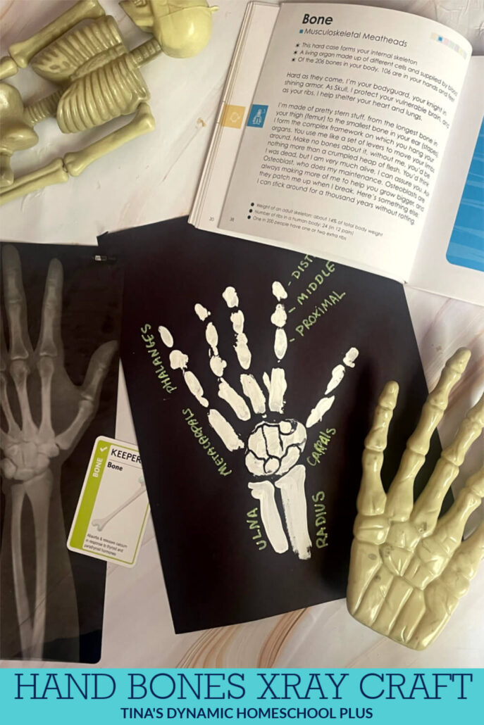 How To Make A Fun Bones Of The Hand Labeled Xray Craft