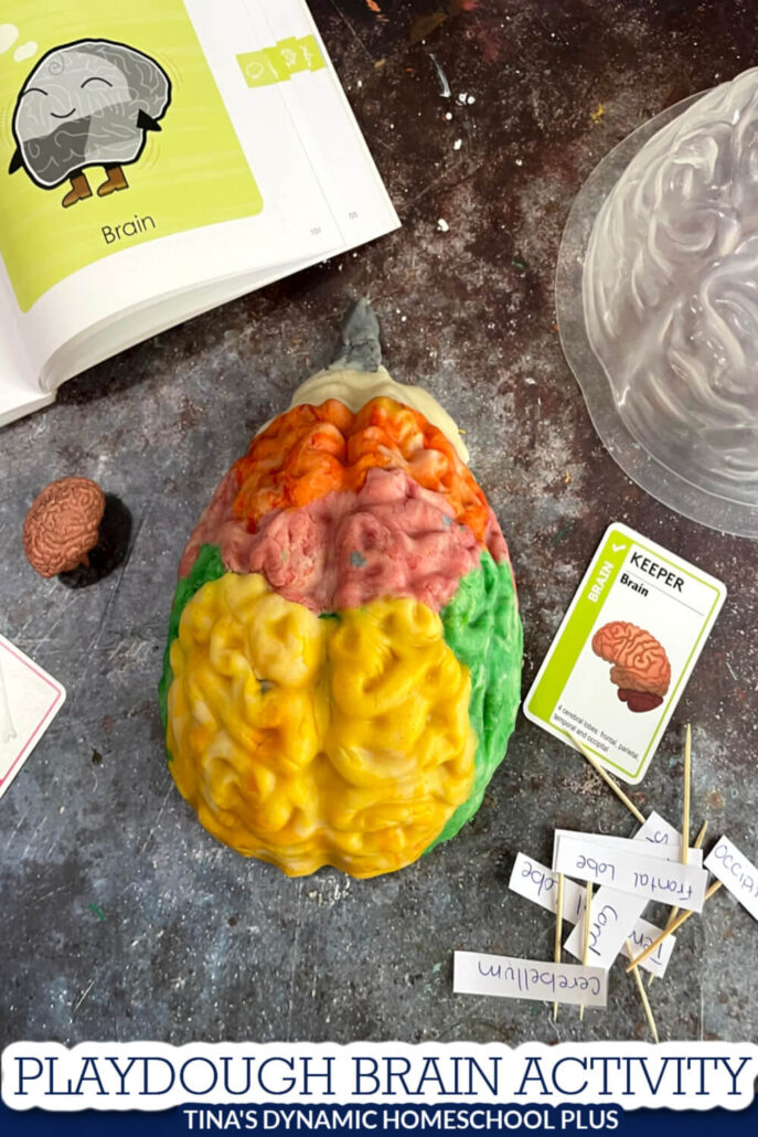 How to Make a Fun Hands-on Playdough Brain Activity