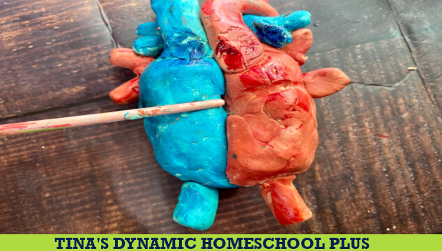 How to Make a Human DIY Heart Model Easy Craft for Kids