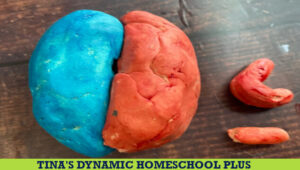 How to Make a Human DIY Heart Model Easy Craft for Kids