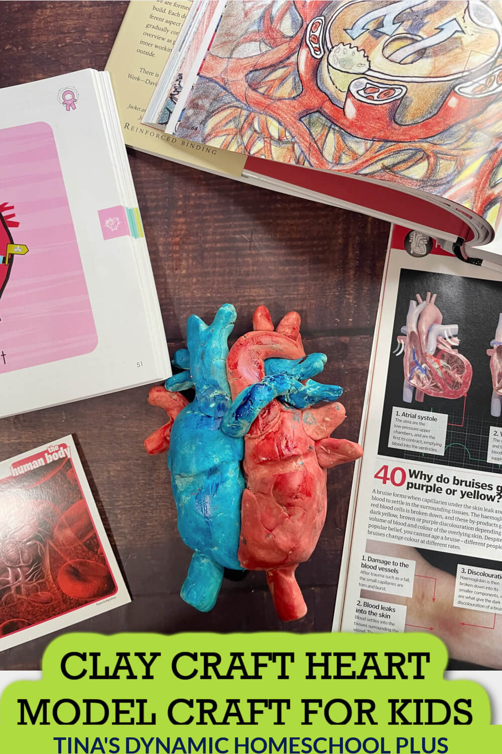 human heart pictures for kids