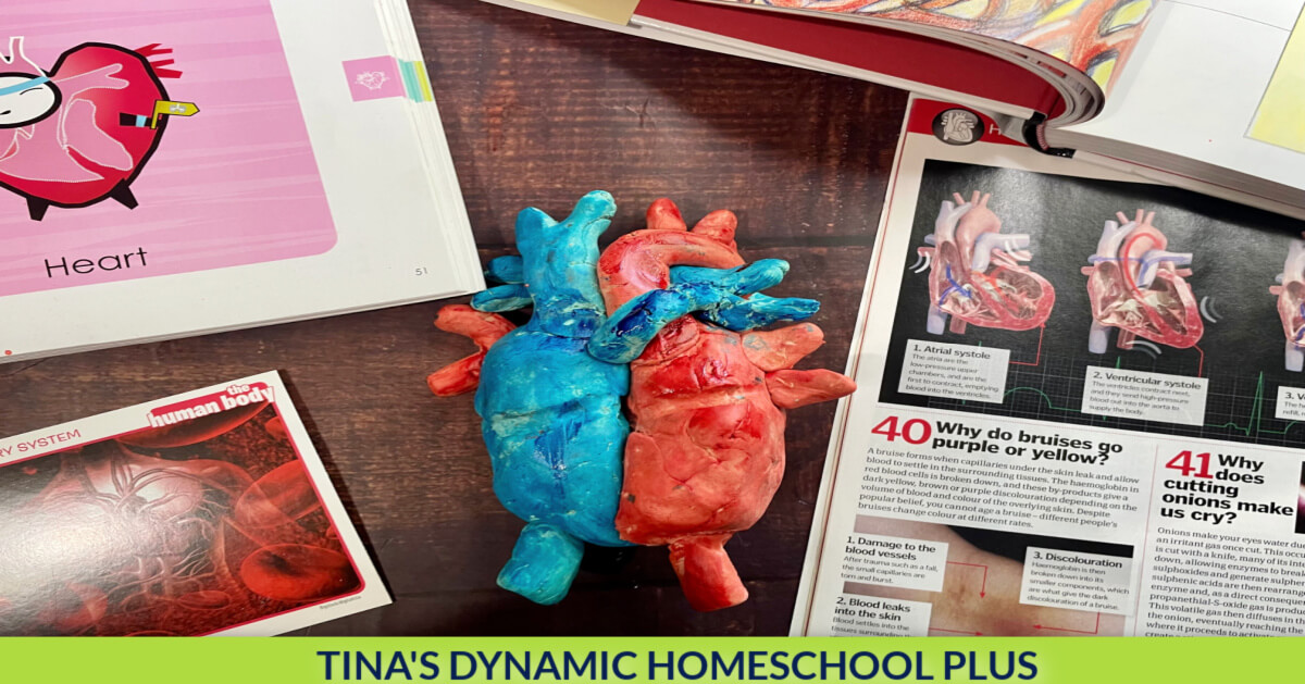 DIY Female Human Body Puzzle Kit, Internal Organs Matching Game – My Art Box