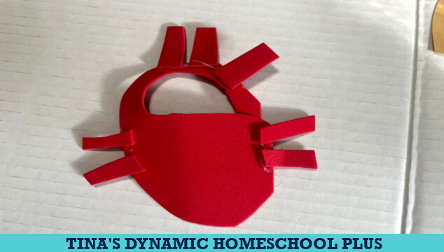 Simple and Easy Circulatory System Hands-on Activity for Kids