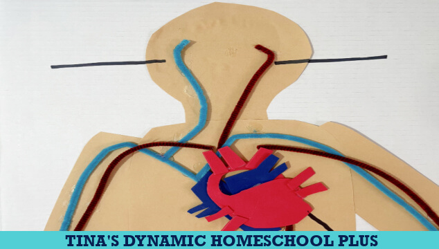 Simple and Easy Circulatory System Hands-on Activity for Kids
