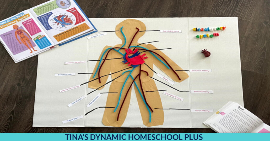 circulatory system homework year 6