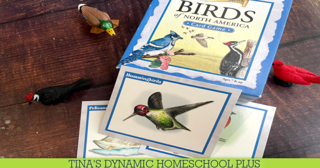 How to Make DIY Hummingbird Nectar And Favorite Amazon Rainforest Hummingbirds Facts
