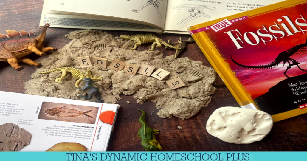 Fun Facts About Mold Fossils & 4 Types of Fossil Activities For Kids