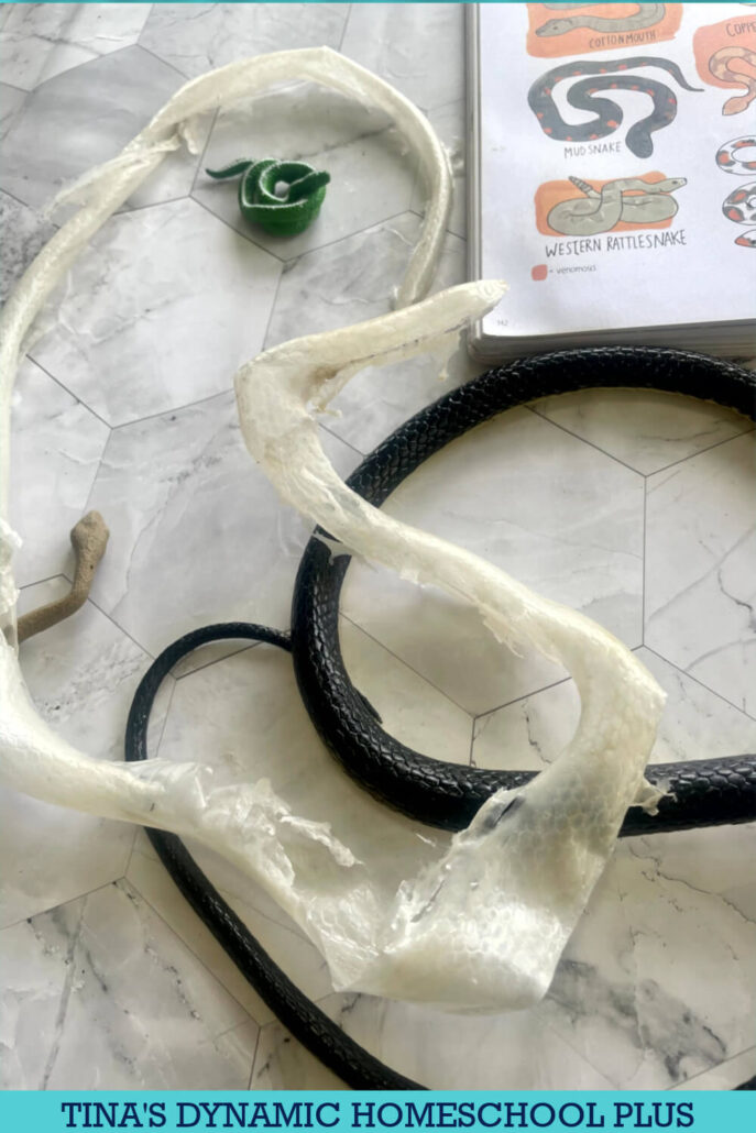 Celebrate Snakes | How To Make A Fake Snakeskin Snake Craft Preschool