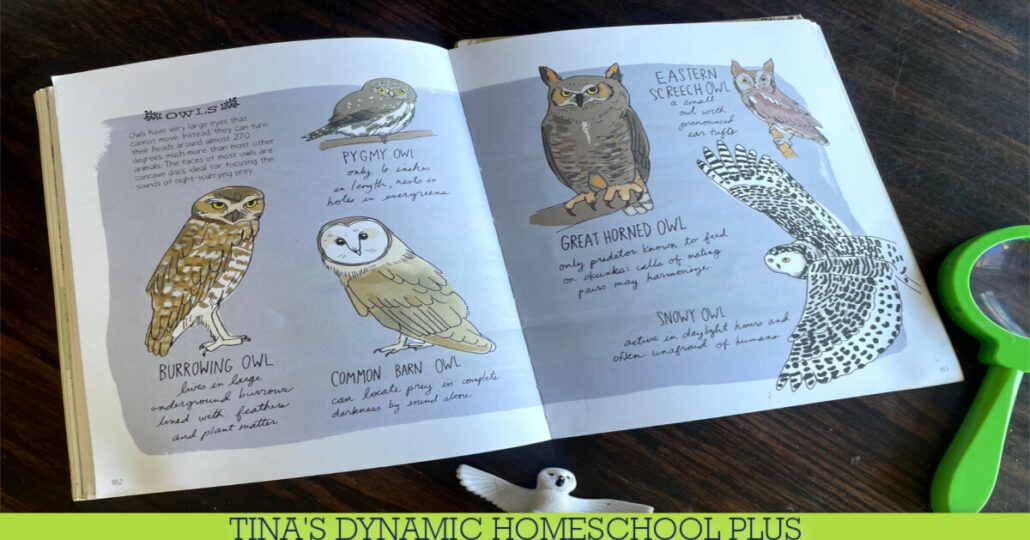 Free Kids Owl Unit Study Ideas | How to Dissect Pellets