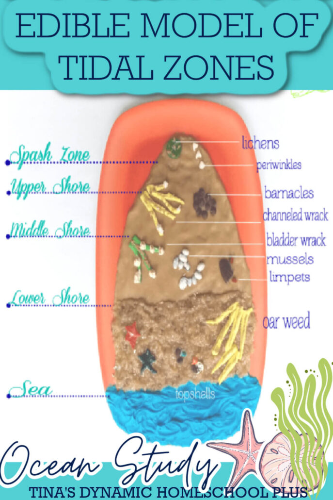 How to Make An Edible Geography Model of Tidal Zones 