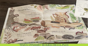 Free Kids Insect Unit Study┃ How to Make Clay Insects