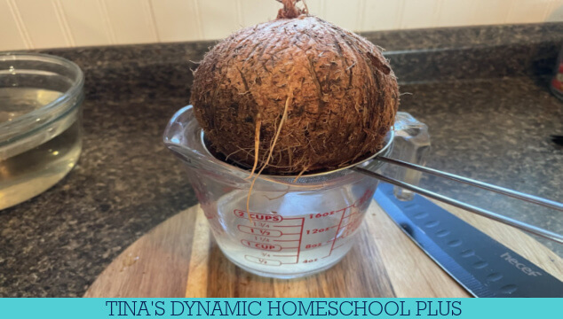 Embrace Island Life: How To Eat A Coconut Like Swiss Family Robinson