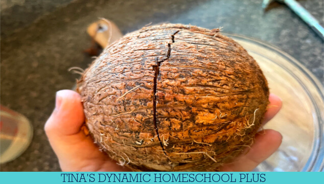 Embrace Island Life: How To Eat A Coconut Like Swiss Family Robinson