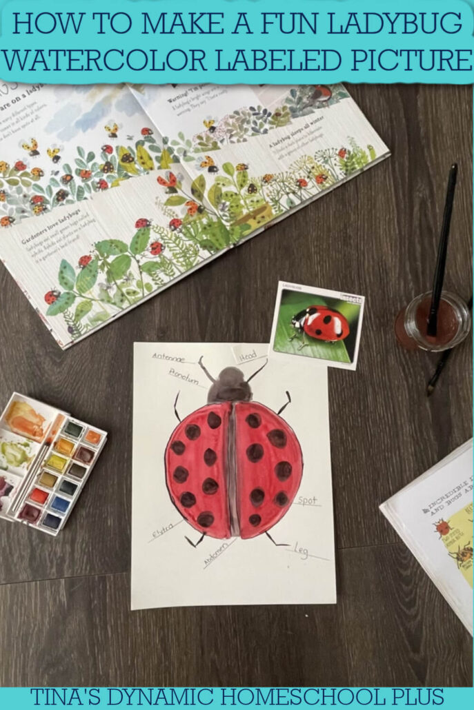 How to Make a Fun Ladybug Watercolor Labeled Picture