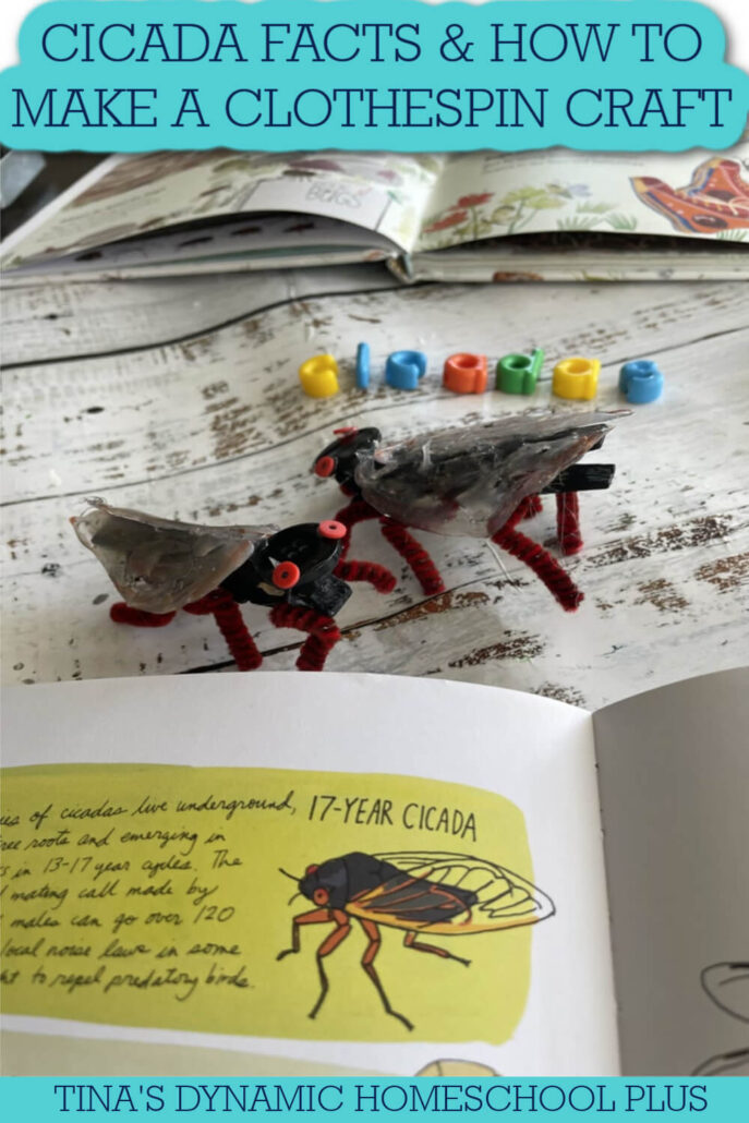 4 Cicada Insect Fun Facts For Kids | How to Make A Cicada Clothespin Craft