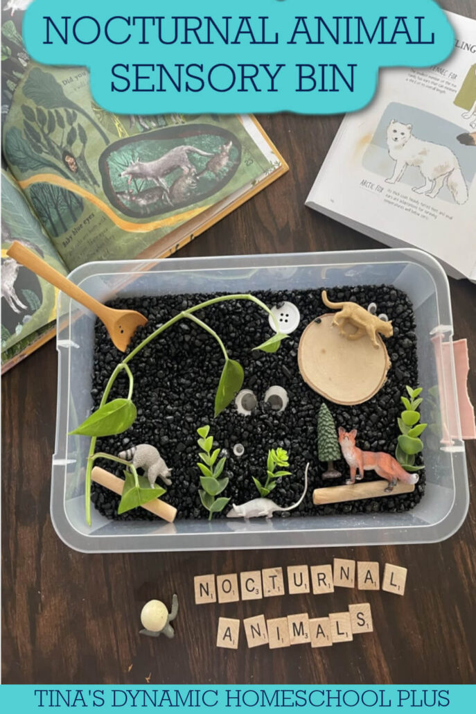 Discover The Magic Of Nocturnal Creatures | Nocturnal Animal Sensory Bin