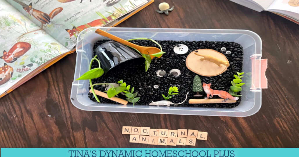 Discover The Magic Of Nocturnal Creatures | Nocturnal Animal Sensory Bin