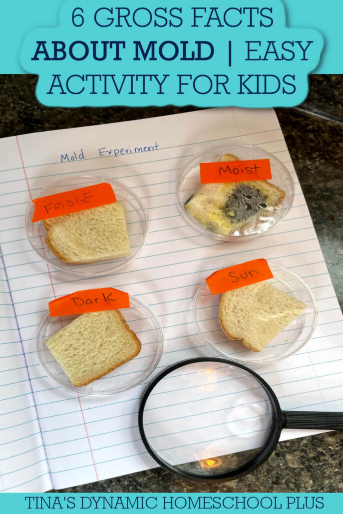 6 Gross Facts About Mold | Easy Comparison Activity For Kids