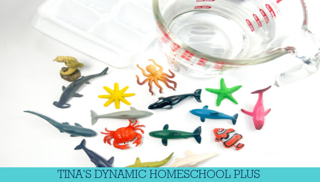 Exploring The Ocean With Ice Experiments: Simple Sea Animal Rescue